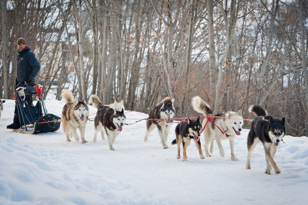 Chiens de traîneau tirant un attelage