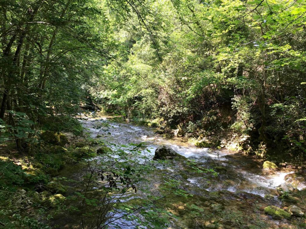 Rivière traversant une forêt