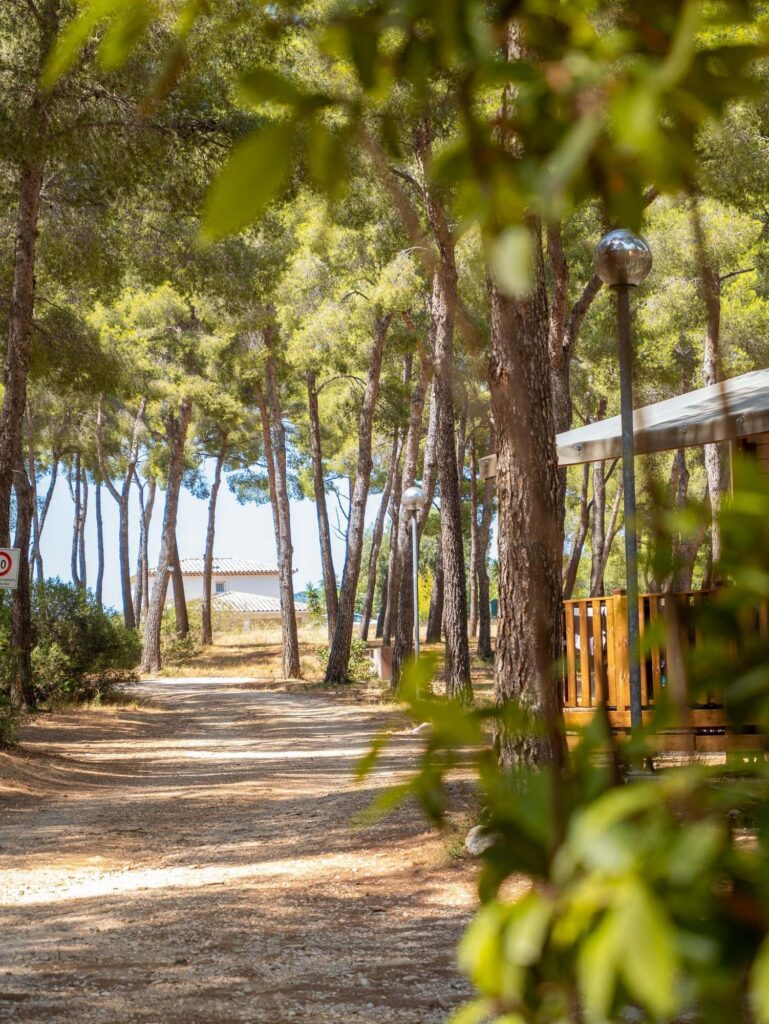 Allée boisée décorée menant vers le littoral